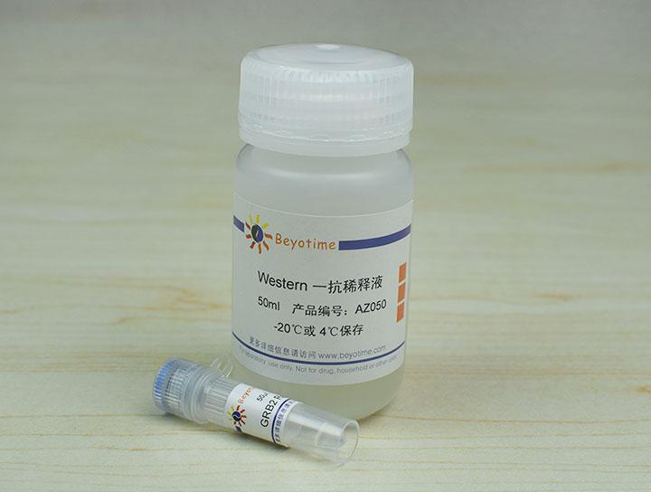 GRB2 Rabbit Polyclonal Antibody